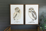 Burrowing Owl III Artwork - Grove Collective
